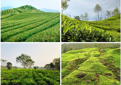 How to Enhance Tea Plantations: Insights from J.C. Bose on Understanding Tea Plants